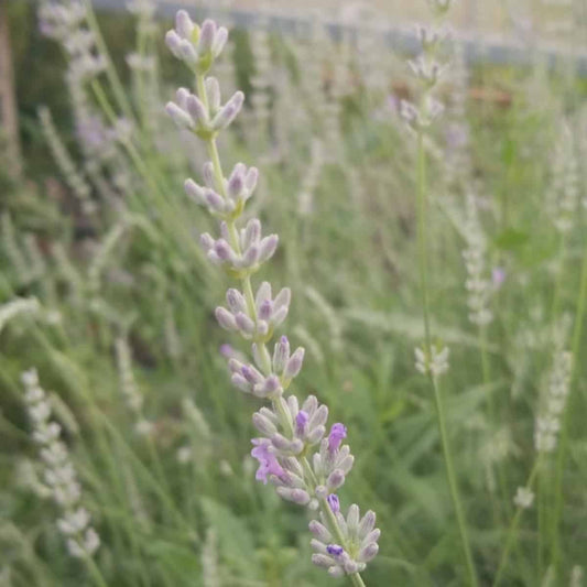 The Healing Properties of Lavender