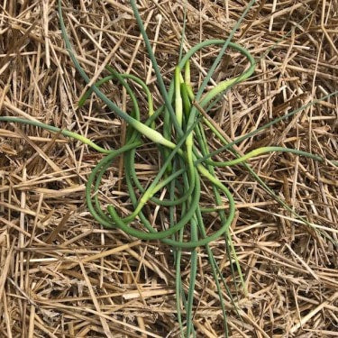 Garlic Scapes: How to harvest and cook