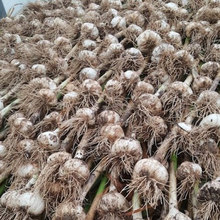 Organic Garlic: How to grow, harvest, and cure garlic bulbs