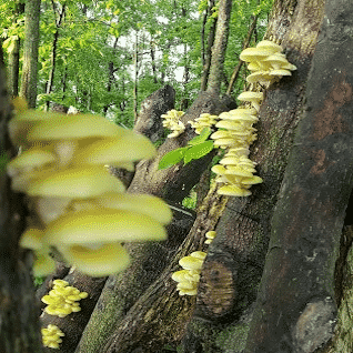 How We Grow Shiitake and Oyster Mushrooms