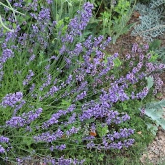 Organic Herb Plants for Your Pittsburgh Garden