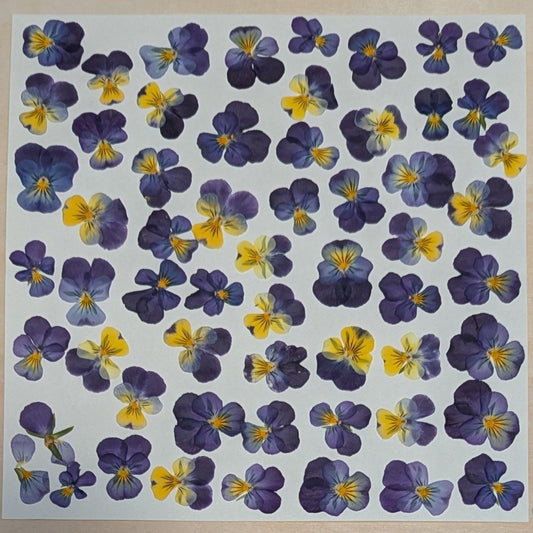 Pressed Edible Flowers - Johnny Jump Ups