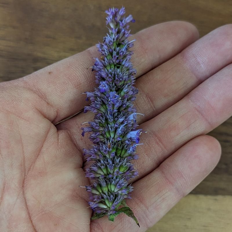 Fresh Edible Flowers - Anise Hyssop