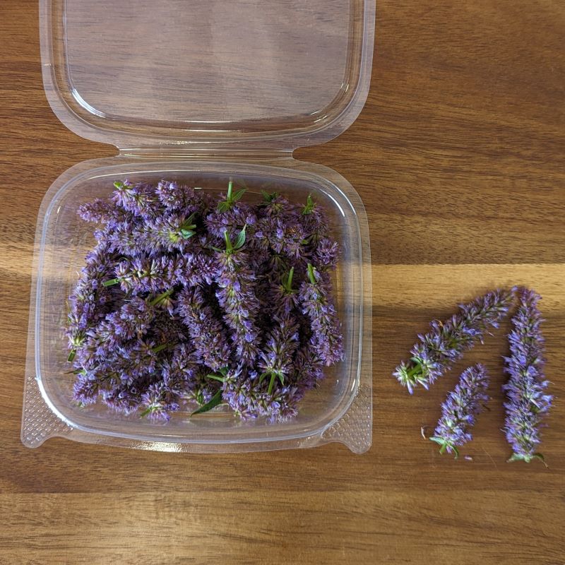 Fresh Edible Flowers - Anise Hyssop