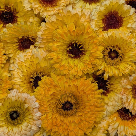 Fresh Edible Flowers - Calendula, Apricot