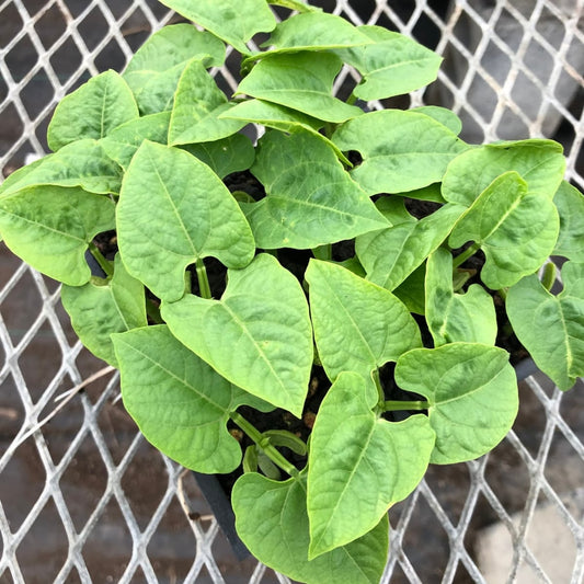 CVO Potted Plants - Bean - Yellow Wax Bush