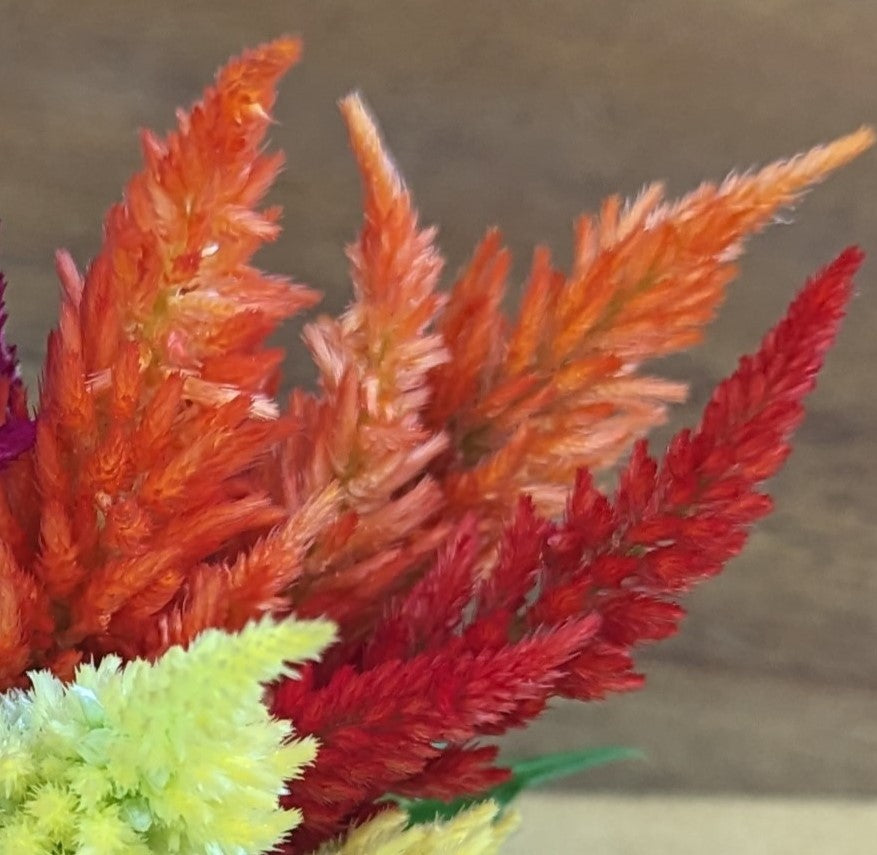 Fresh Edible Flowers - Celosia, Kimono Mix