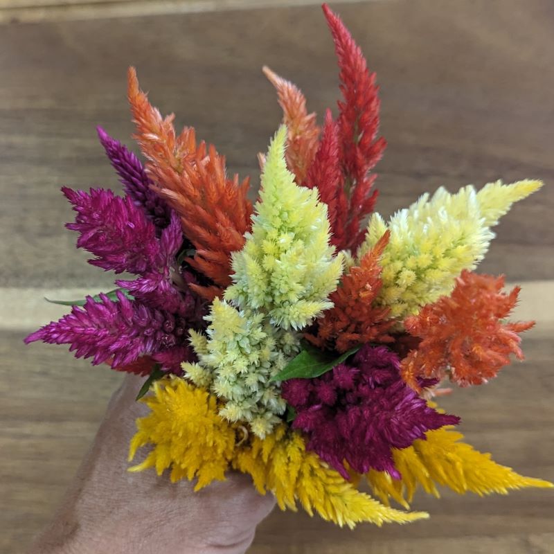 Fresh Edible Flowers - Celosia, Kimono Mix