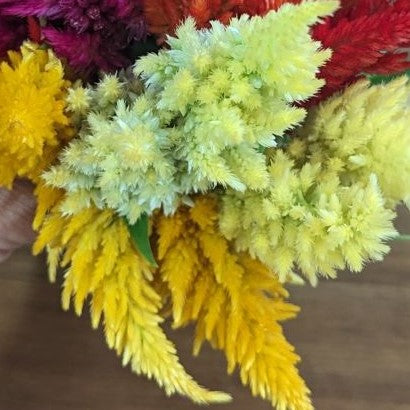 Fresh Edible Flowers - Celosia, Kimono Mix