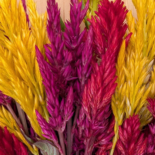 Fresh Edible Flowers - Celosia, Mixed