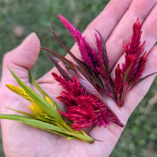 Fresh Edible Flowers - Celosia, Mixed