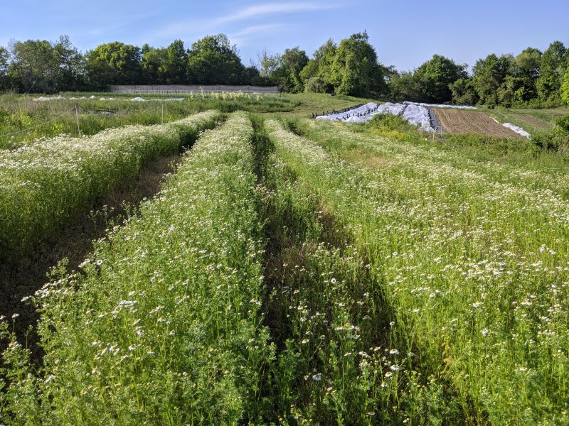 When you choose organic food and other products, you’re helping more than yourself. Cherry Valley Organics