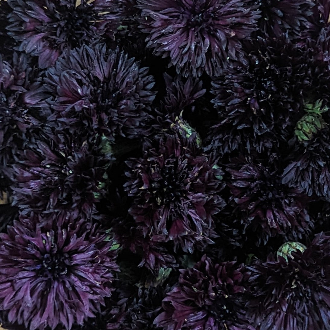 Fresh Edible Flowers - Bachelor Buttons, Black Button