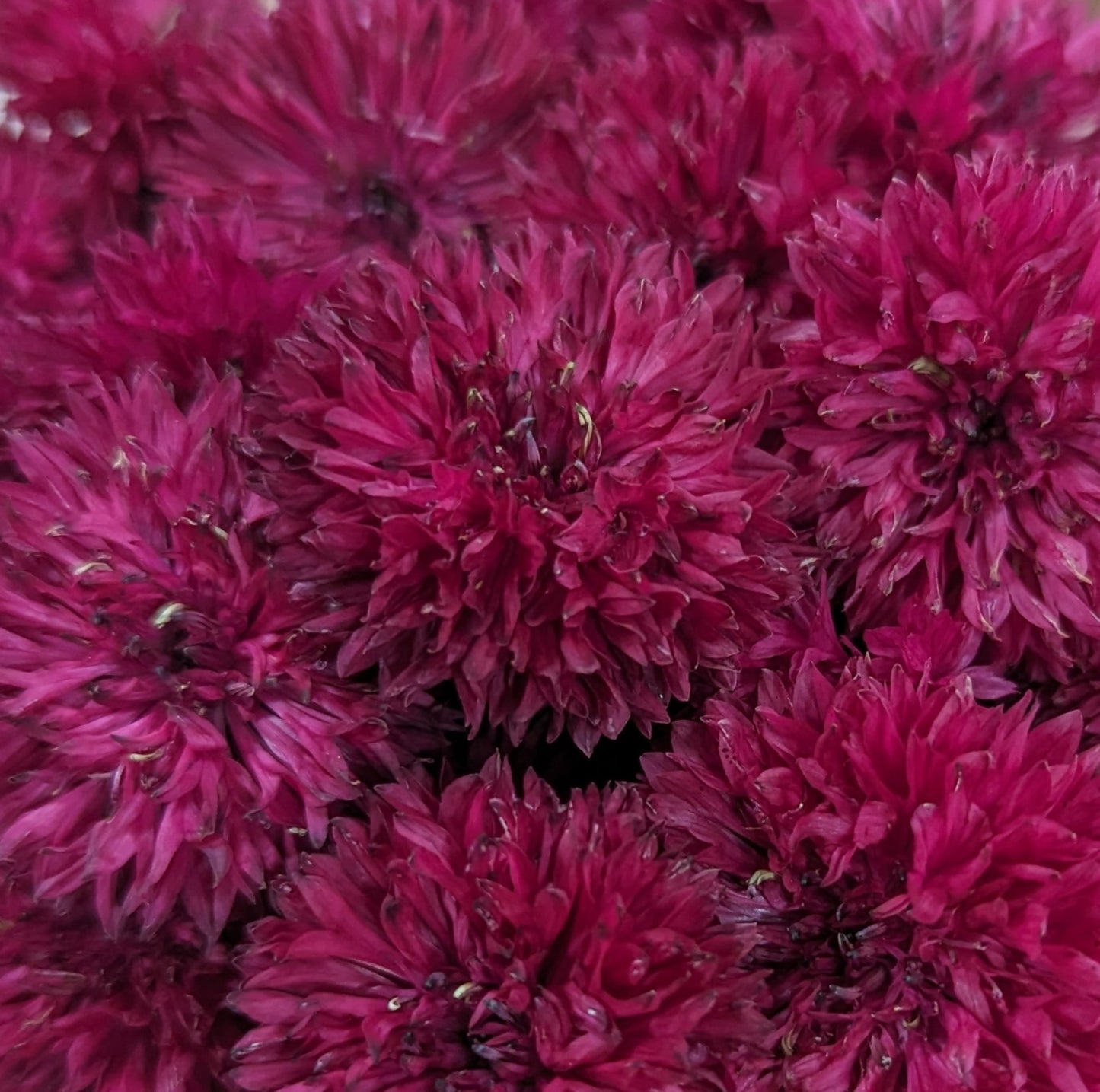 Fresh Edible Flowers - Bachelor Buttons, Red Boy