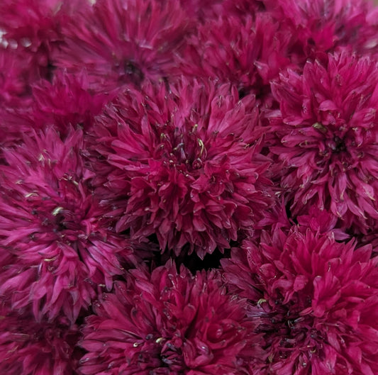 Fresh Edible Flowers - Bachelor Buttons, Red Boy