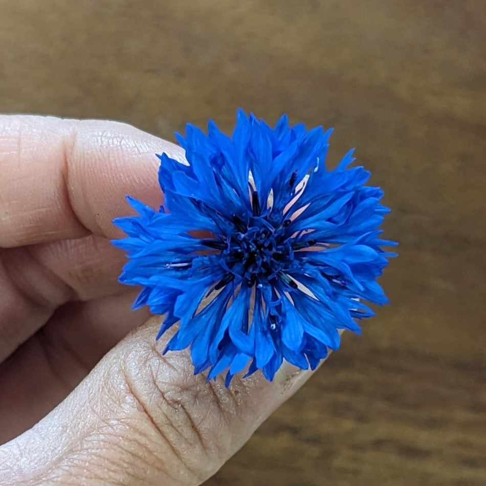 Fresh Edible Flowers - Bachelor Buttons, Blue Boy