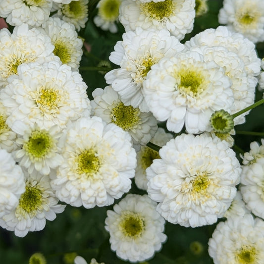 Fresh Edible Flowers - Feverfew, Tetra White