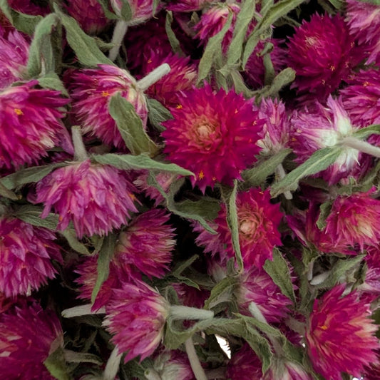 Dried Edible Flowers - Gomphrena, Carmine
