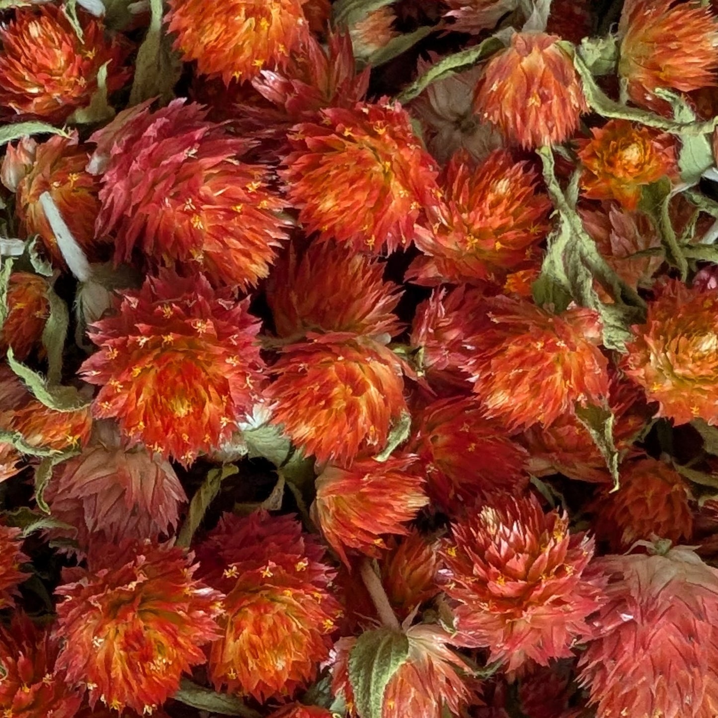 Dried Edible Flowers - Gomphrena, Orange
