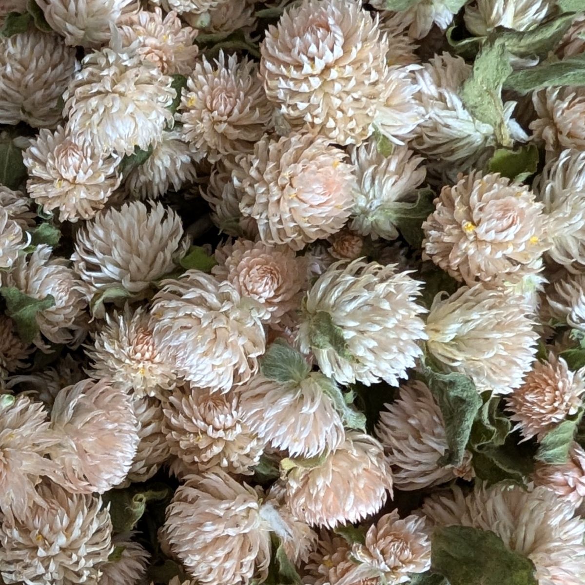 Dried Edible Flowers - Gomphrena, White
