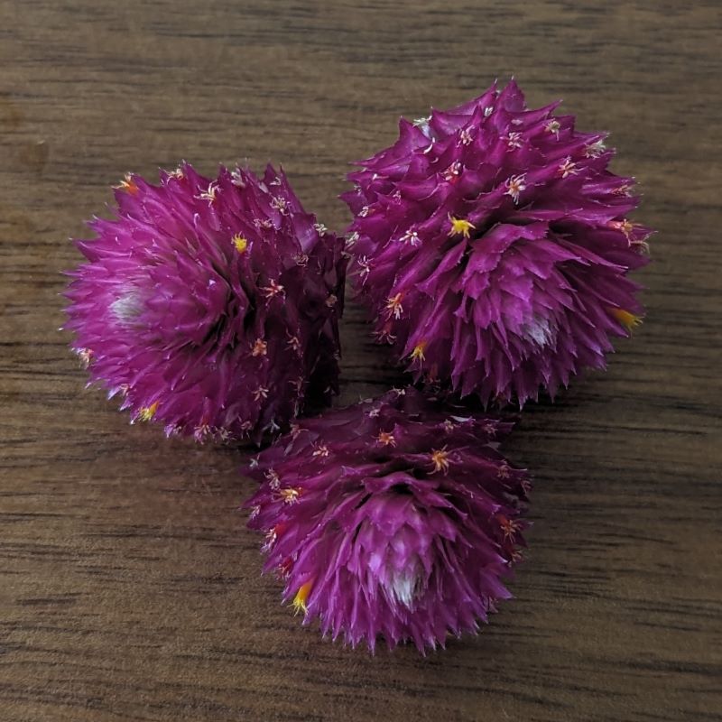Fresh Edible Flowers - Gomphrena