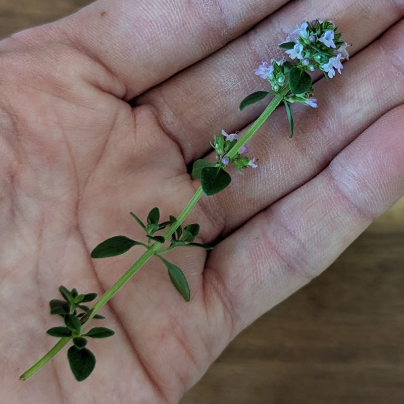 Fresh Edible Flowers - Thyme, Lemon