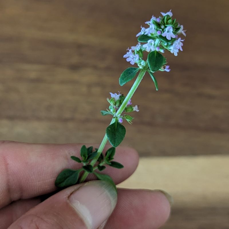 Fresh Edible Flowers - Thyme, Lemon
