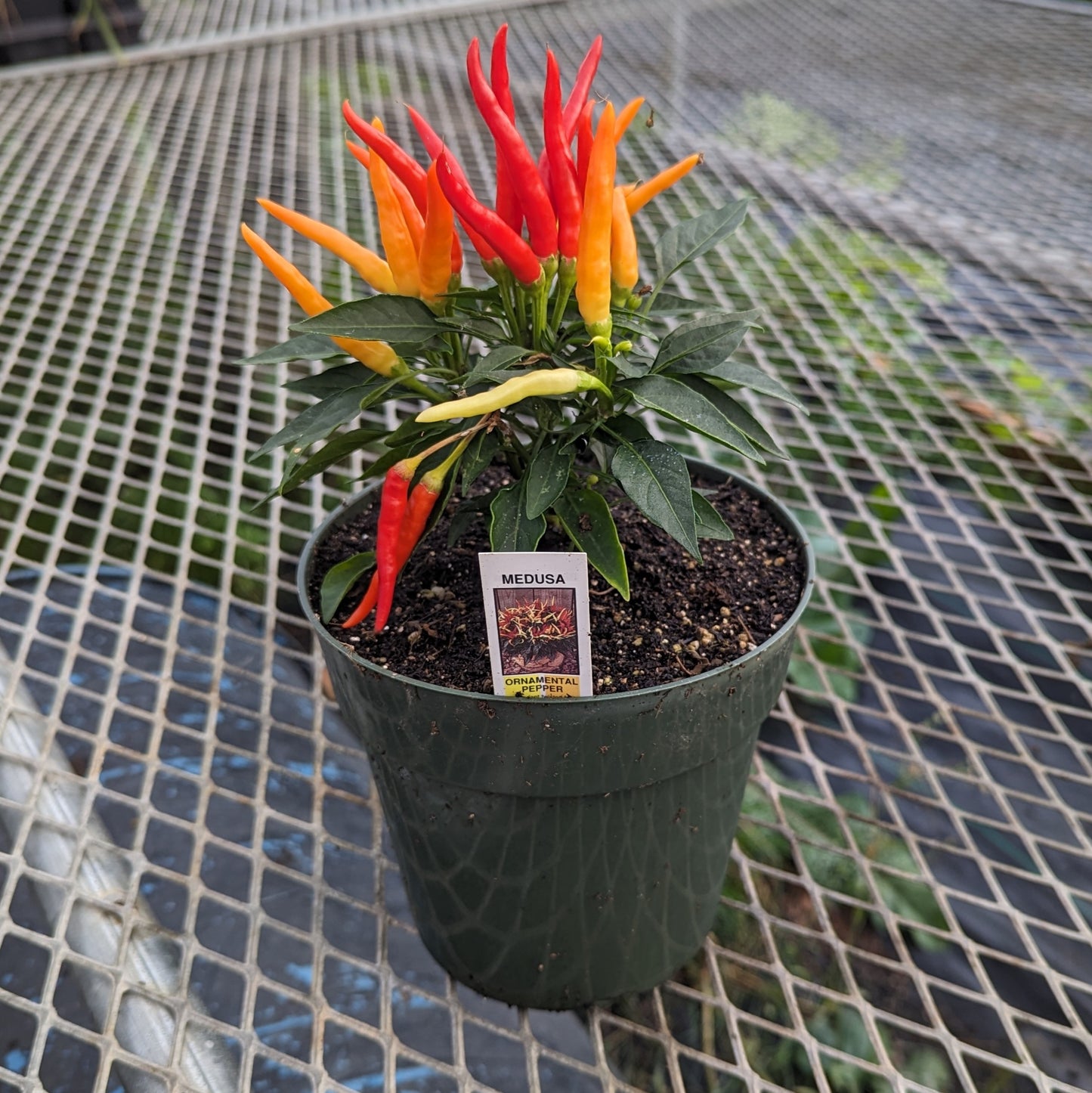 CVO Potted Plants - Hot Peppers - Medusa (6" pot)