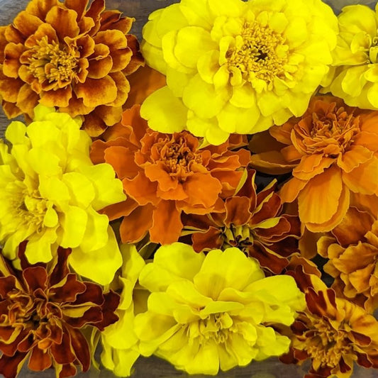 Fresh Edible Flowers - Marigolds, French Mix