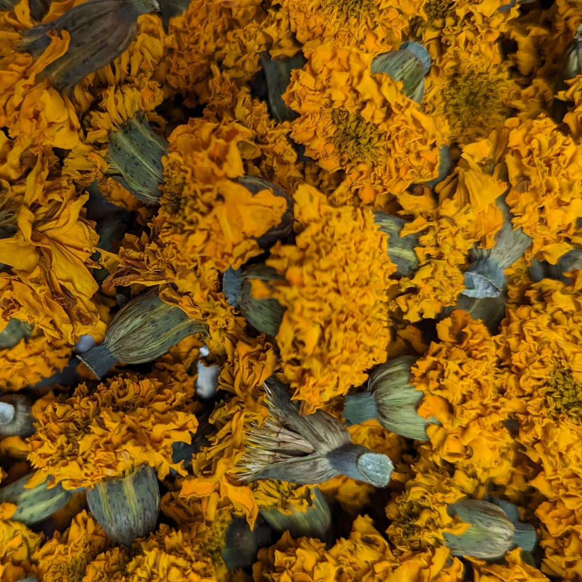 Dried Edible Flowers - Marigold, Gold