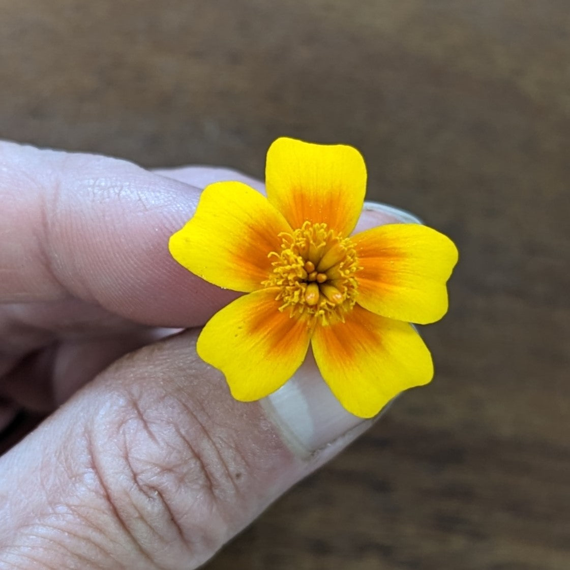 Fresh Edible Flowers - Marigolds, Gem