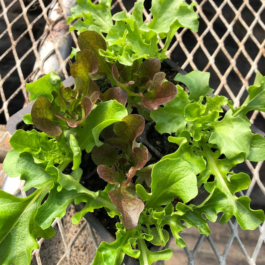 CVO Potted Plants - Lettuce - Mini Heads Mixed Colors