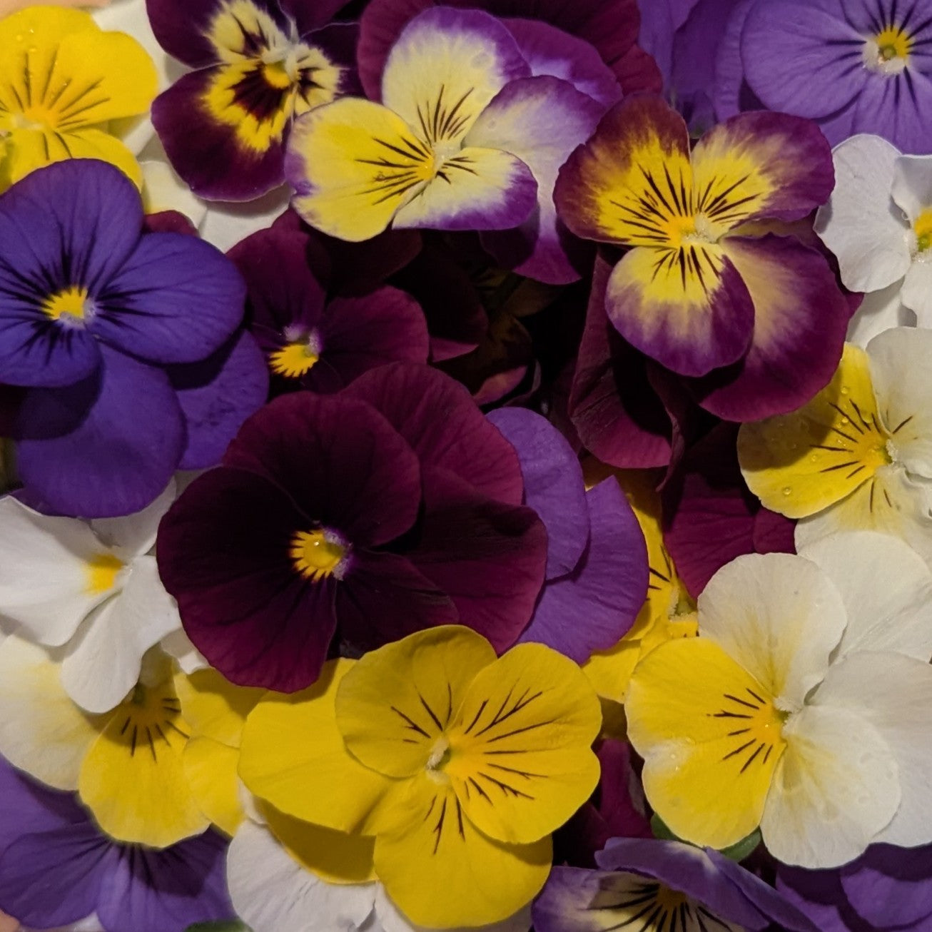 Fresh Edible Flowers - Violas, Mixed