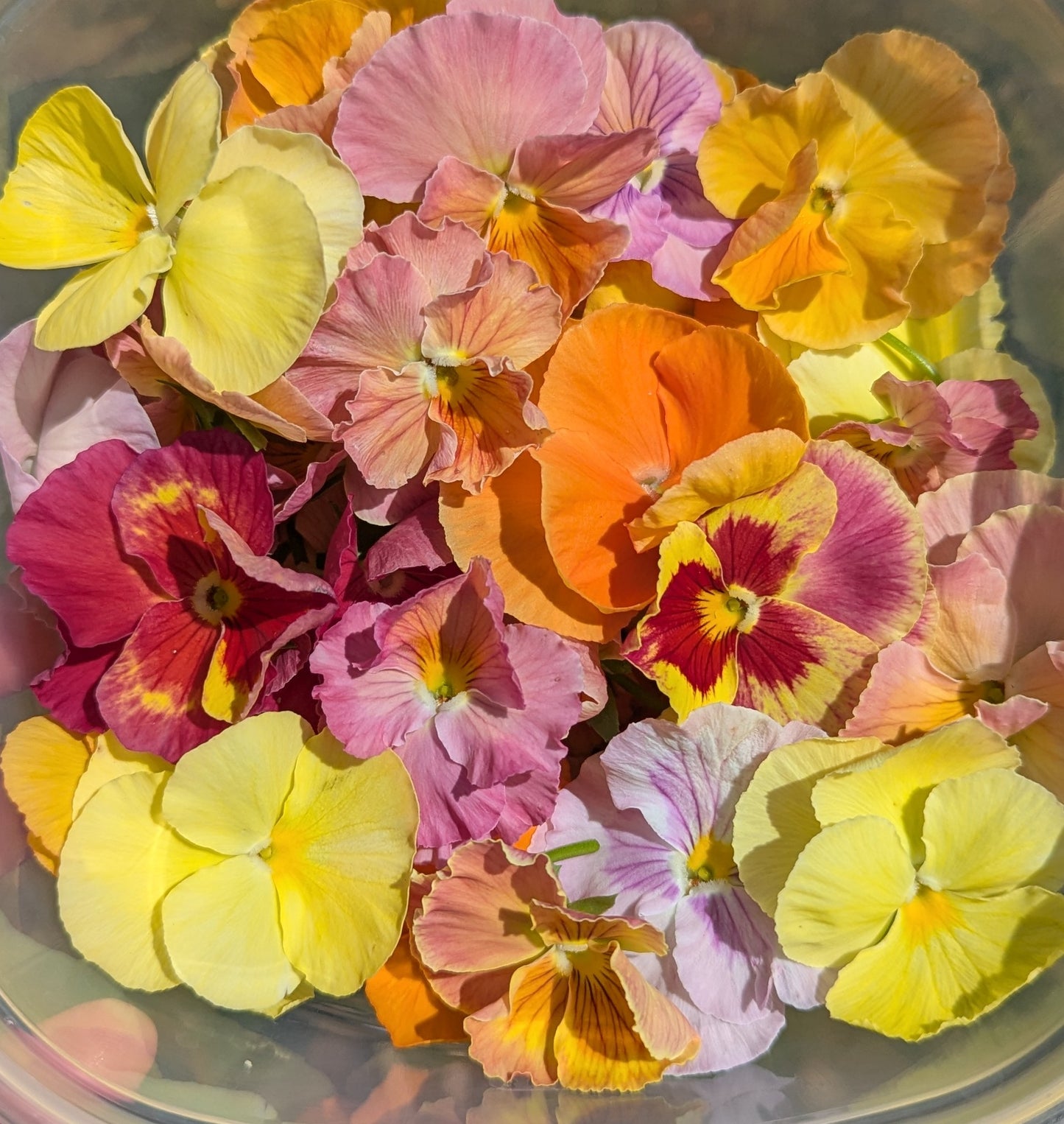 Fresh Edible Flowers - Violas, Antique Shades