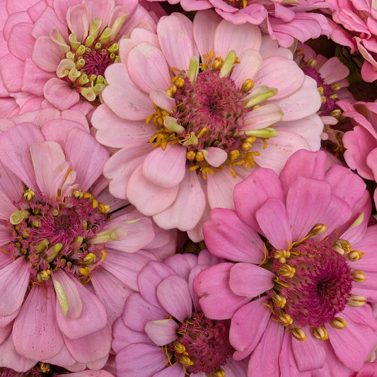 Fresh Edible Flowers - Zinnias, Pink