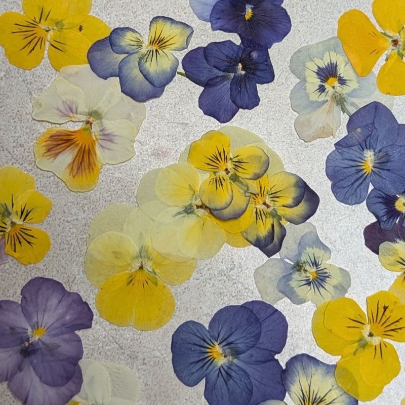 Pressed Edible Flowers - Mini Violas