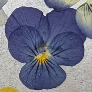 Pressed Edible Flowers - Mini Violas Blue