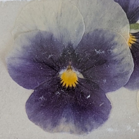 Pressed Edible Flowers - Mini Violas Deep Purple & White Bicolor