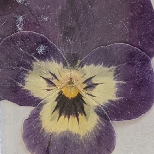 Pressed Edible Flowers - Mini Violas Purple & Yellow Bicolor