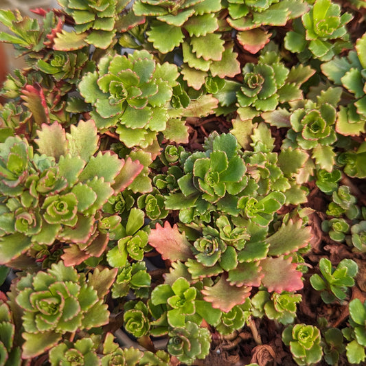 CVO Potted Bedding Plants - Sedum hybridum 'Immergrünchen' (3.5" pot)