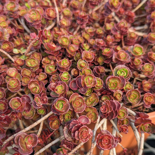 CVO Potted Bedding Plants -  Sedum spurium 'Dragon's Blood' (3.5" pot)