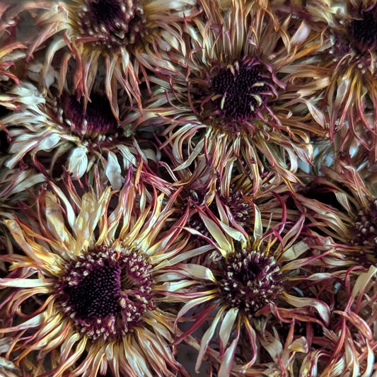 Vintage Sunburst, Dried Whole Flowers for Cake Decorating