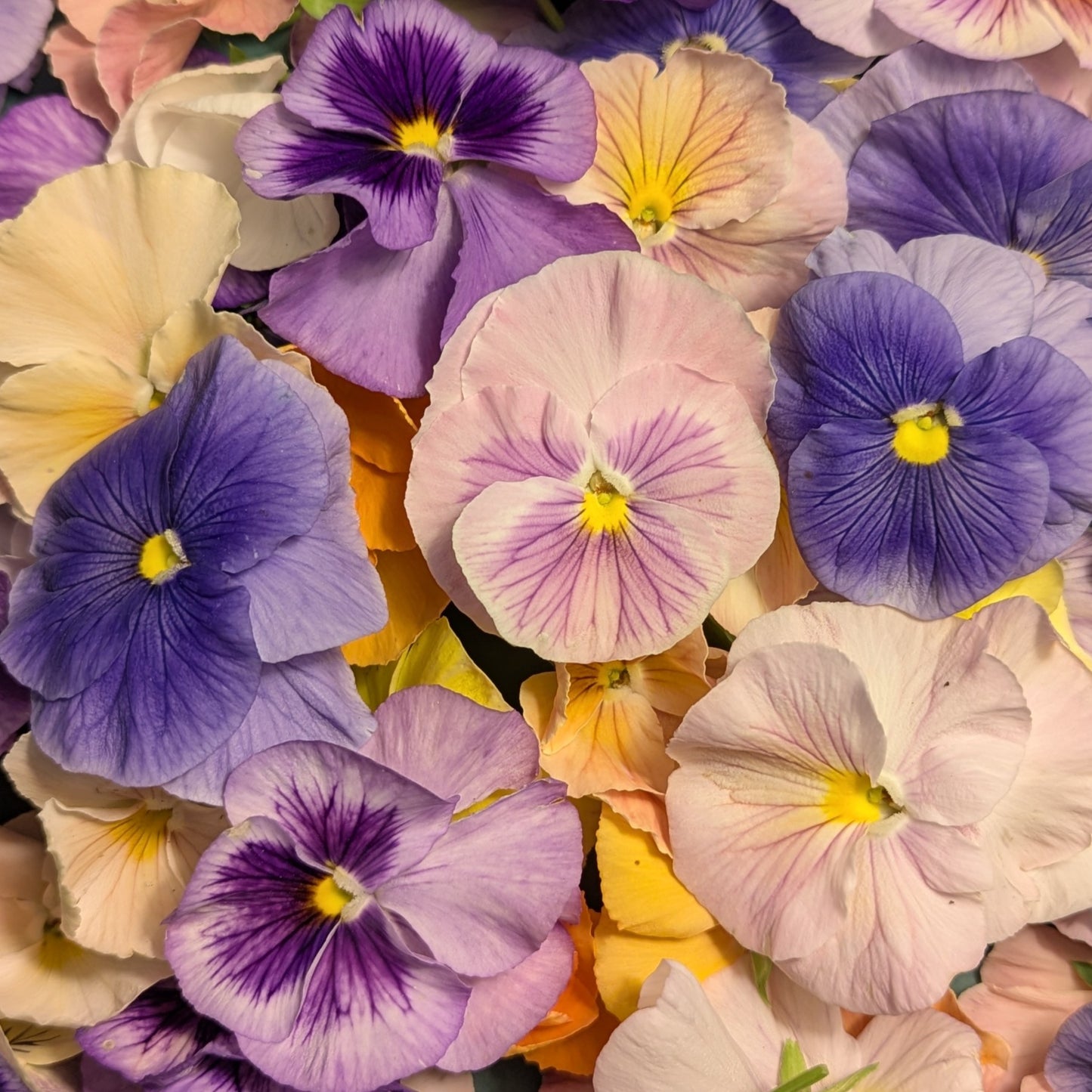 Fresh Edible Flowers - Violas, Watercolors Mix