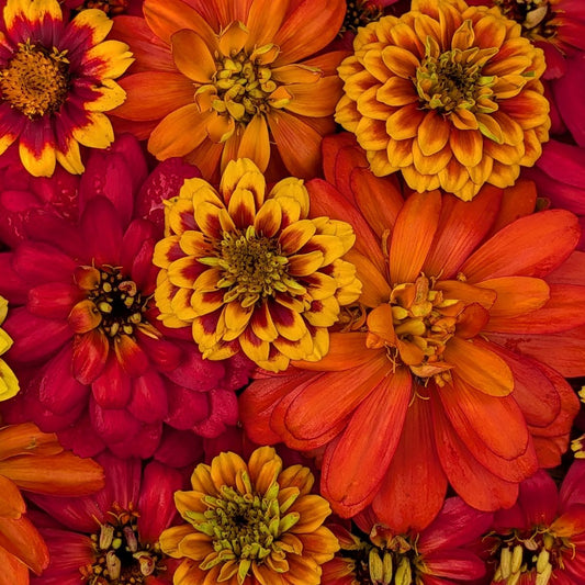 Fresh Edible Flowers - Fall Zinnia Mix