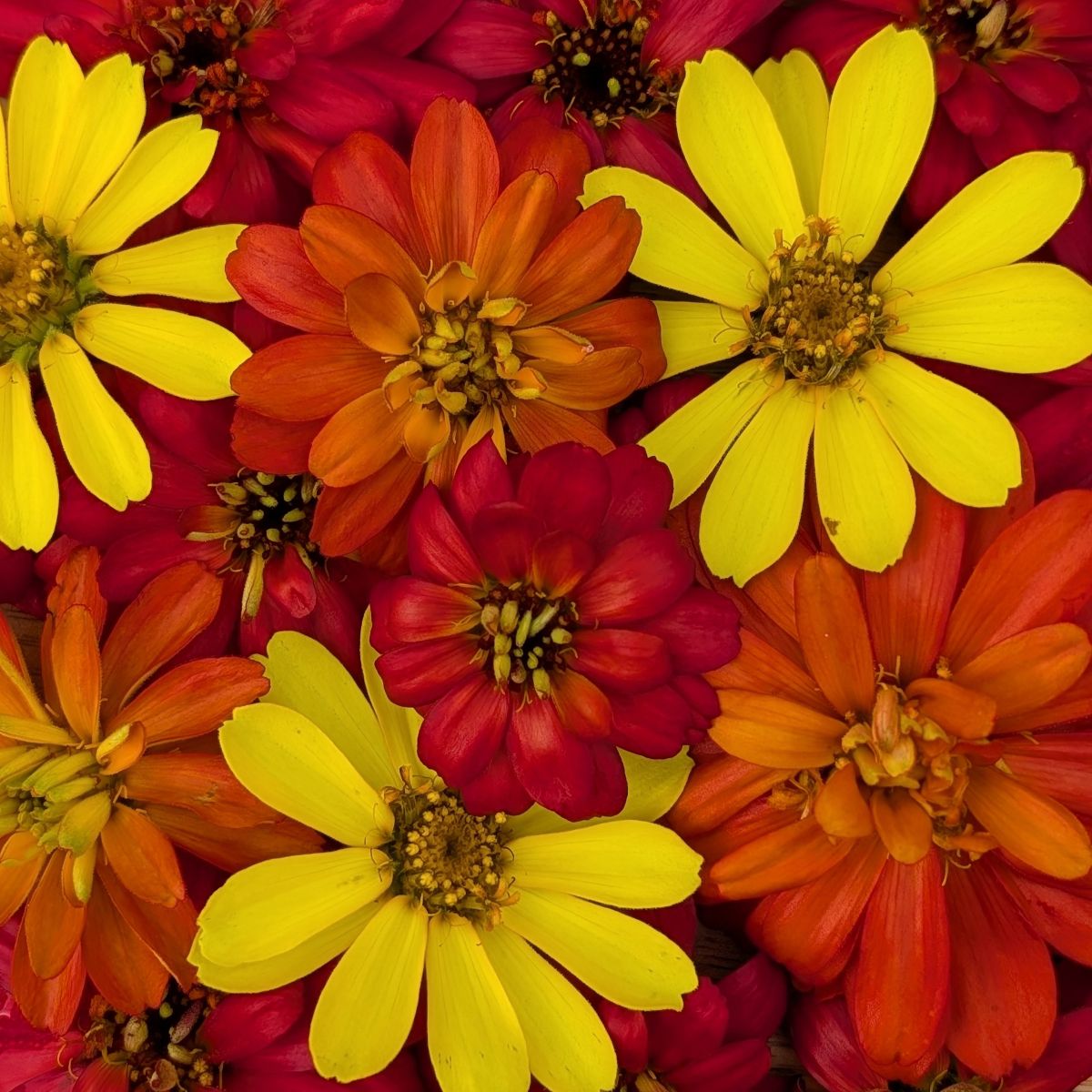 Fresh Edible Flowers - Fall Foliage Zinnia Mix