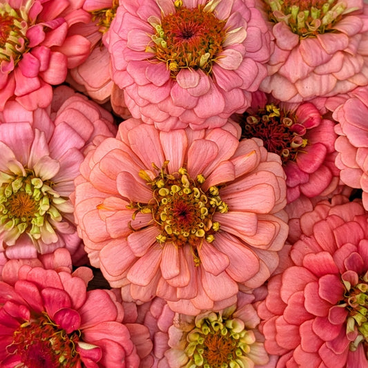 Fresh Edible Flowers - Zinnias, Salmon