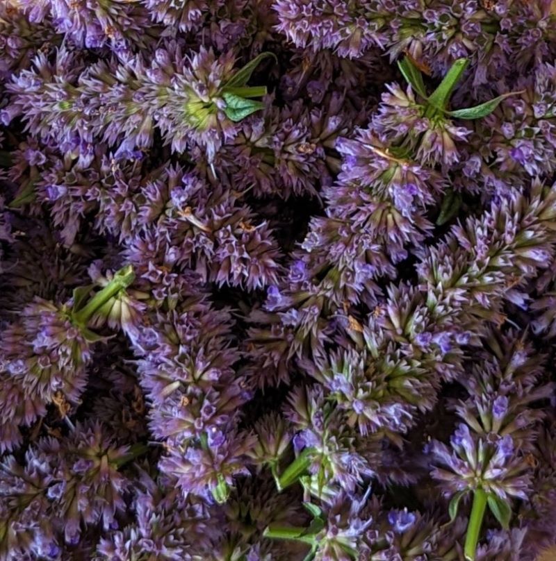 Fresh Edible Flowers - Anise Hyssop