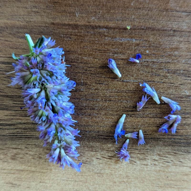 Fresh Edible Flowers - Anise Hyssop