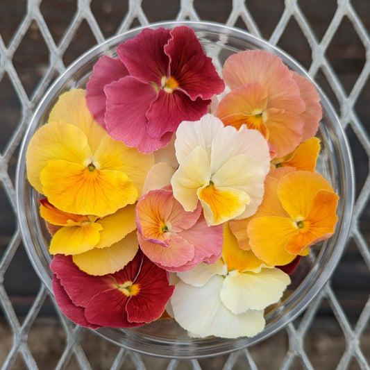 Fresh Edible Flowers - Violas, Antique Shades