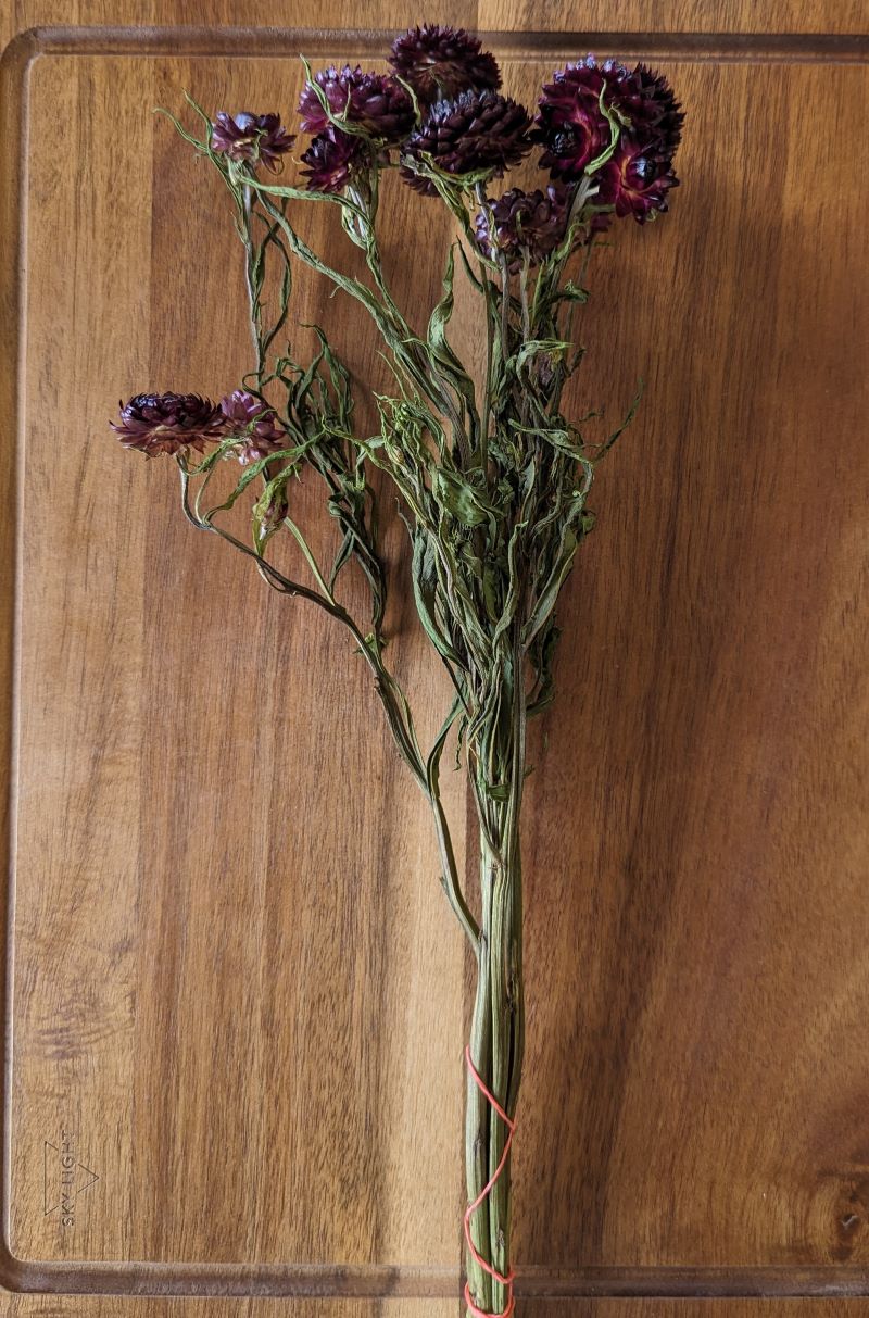 Dried Strawflower, Purple Red